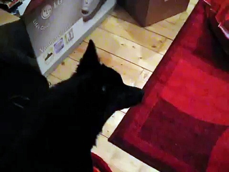 This is what schipperke barking sounds like