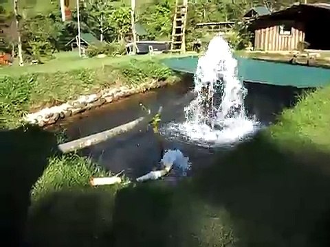 Producción de tilapia 2, San Ramón, Costa Rica.