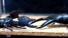 Emperor Scorpion (Pandinus imperator) vs Stag Beetle (Lucanus cervus)