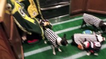 Chicago Bears VS Green Bay Packers Boston Terrier Puppy Style -Hanke's Boston Garden S1