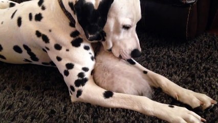 Un chien énorme fait un câlin à un petit chaton
