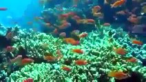 Deep Ocean Coral Reef Adventure Full Discovery Channel Documentaries