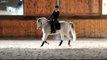 Marco; Trakehner Gelding Dressage Horse for Sale