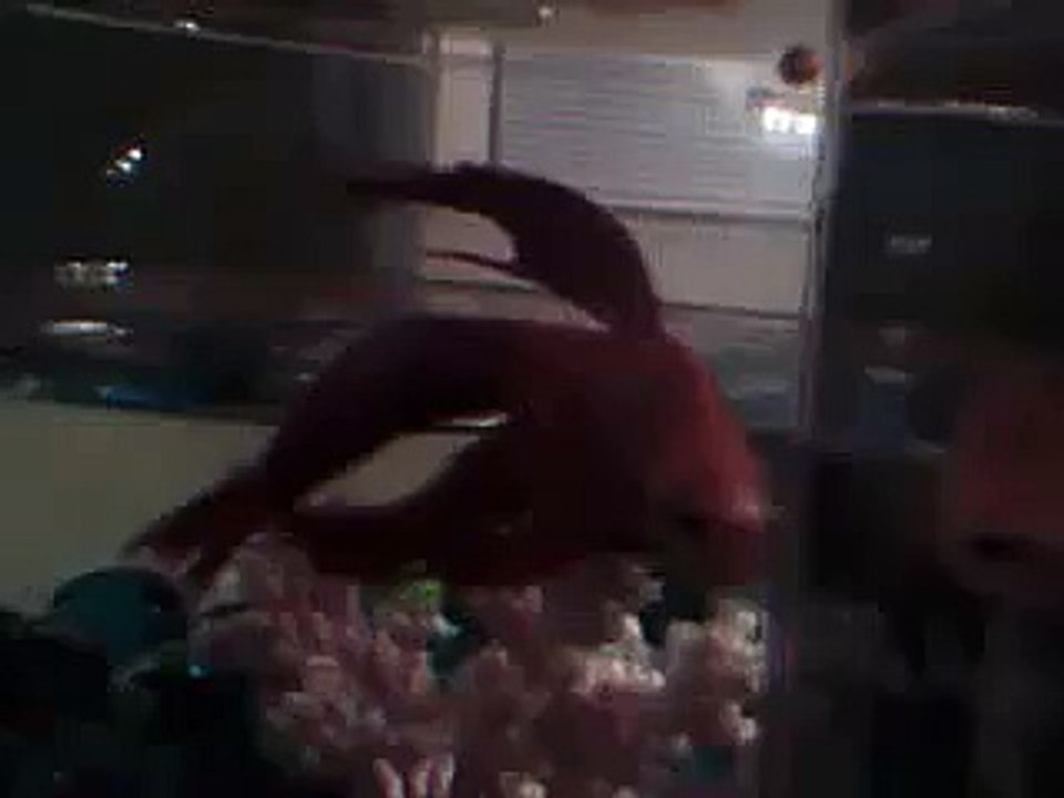 Christisn The Beta Fish!
