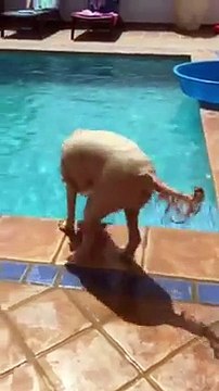 Chien très futé a l'idée du siècle pour attraper sa balle dans la piscine