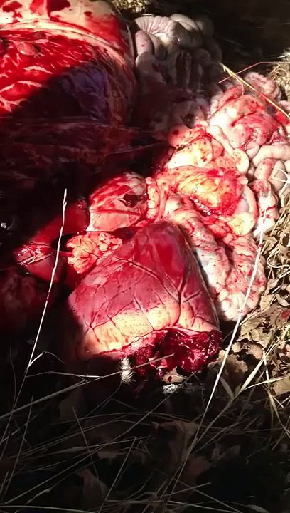 Deer heart beating