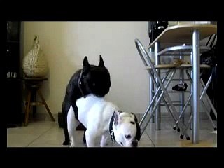 Saillie bouledogue francais