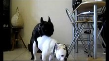 Saillie bouledogue francais