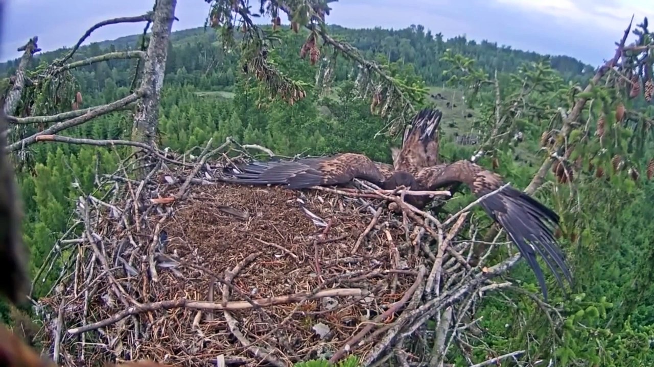 Un aigle essaie de se poser dans son nid... Oups, raté!