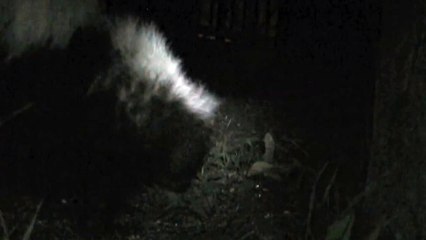 Skunks at Night