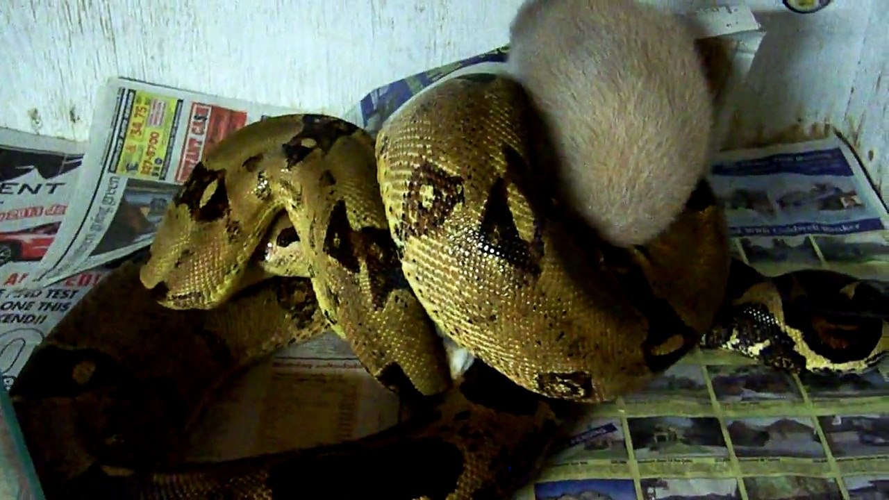 BOA TAKING DOWN RABBIT..((( CAUTION )))