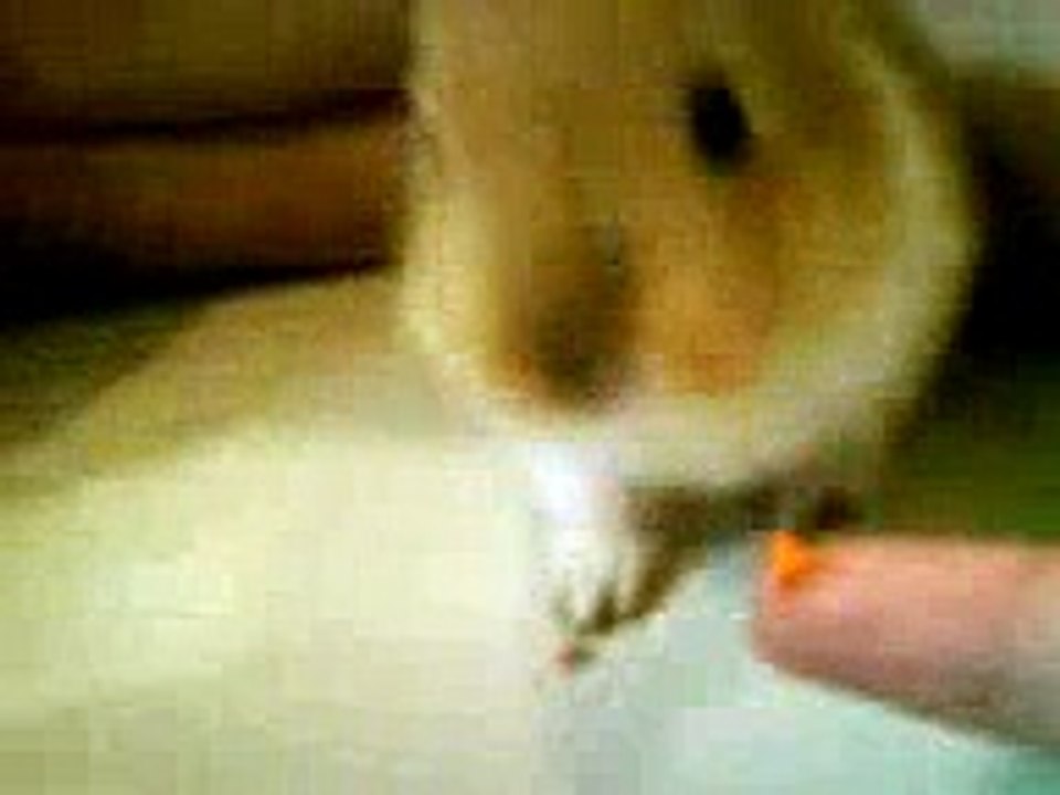 bunny does a turn