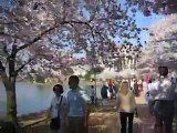 Walking ToThe Jefferson Memorial During Cherry Blossom Fest