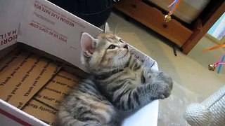 CUTE KITTEN GETS HYPNOTISED