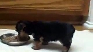 Cute Yorkie Puppy Eating While Doing Handstand - Funny & Hilarious