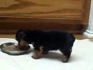 Cute Yorkie Puppy Eating While Doing Handstand - Funny & Hilarious