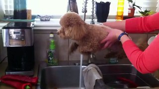 Dog hears water and starts swimming in mid air!