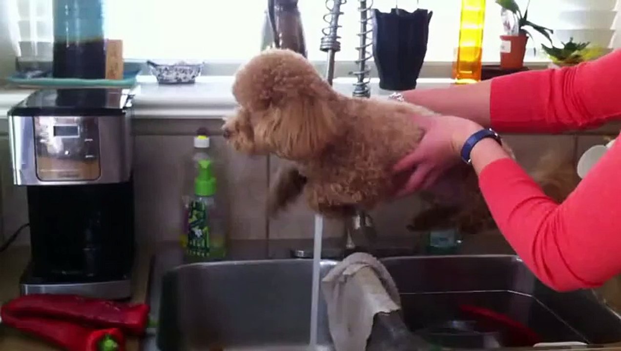 Dog hears water and starts swimming in mid air!