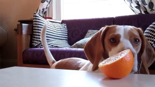 Dog vs. Orange   Cute Dog Maymo