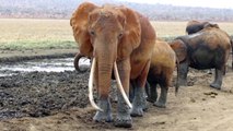 Gli elefanti rossi dello Tsavo.