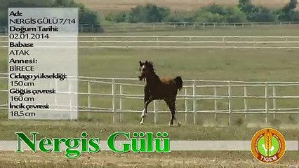 NERGİS GÜLÜ
