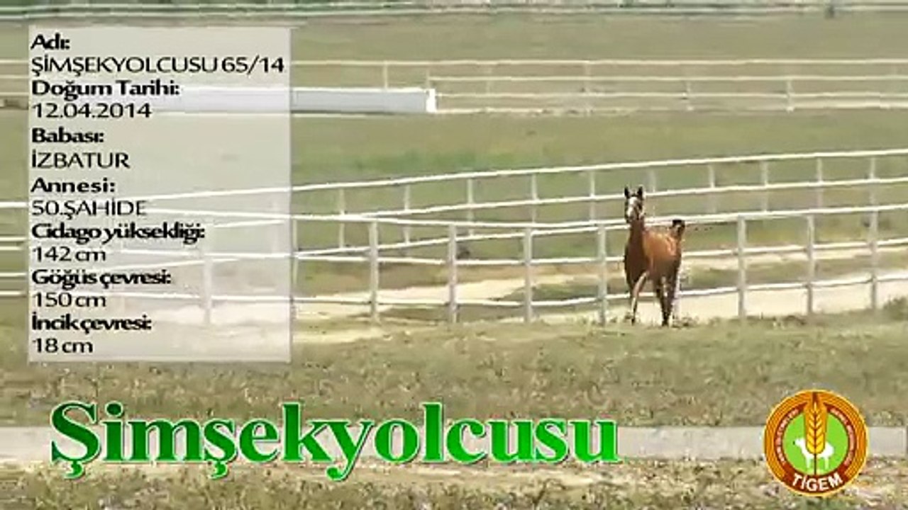 ŞİMŞEKYOLCUSU