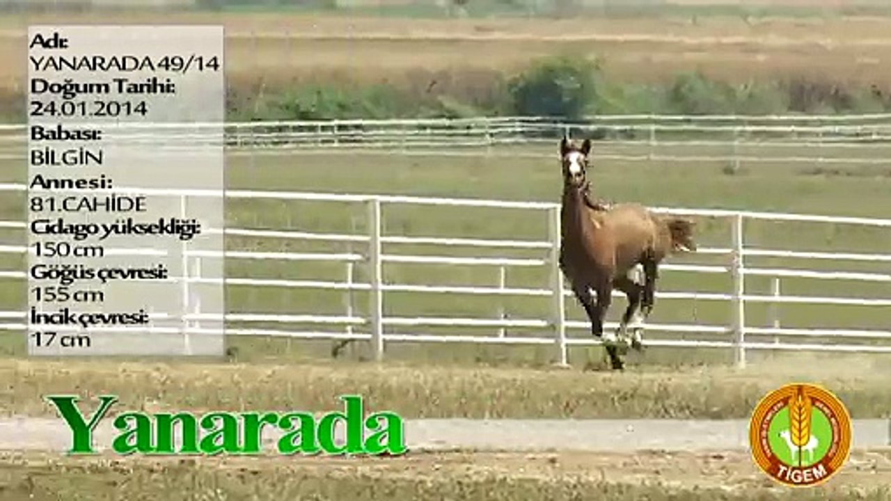 YANARADA