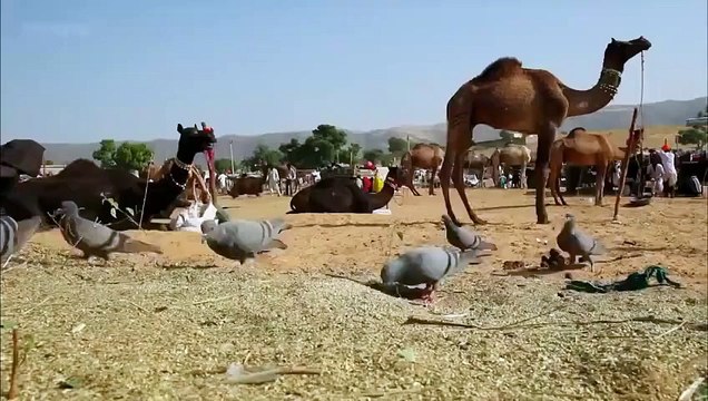 Kediden Harika Bir Performans | Güvercin Avı