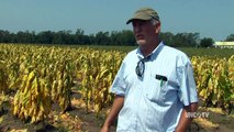 NC Tobacco Crop Losses Following Hurricane Irene | NC Now | UNC-TV