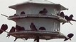 Purple Martins House Chirping, Flying and Clucking Video at The Nature Lake