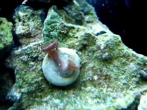 30 gallon reef w/ 20 long sump