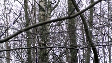 Диалог с лесным отшельником