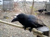 A funny crow at Ueno Zoo