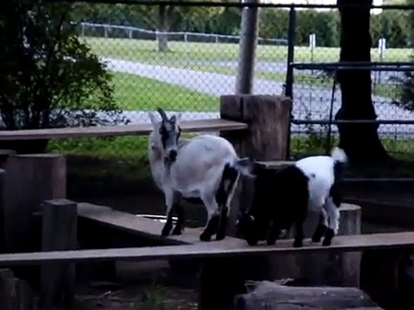 goat rams other goat