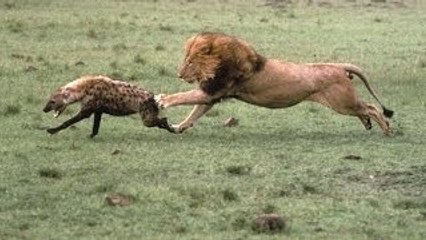 Lions attack to Hyena biggest fight
