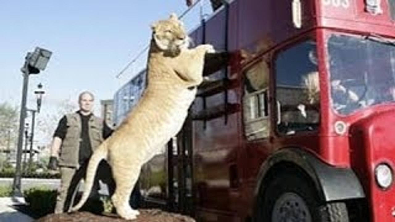 World's BIGGEST CAT! The LIGER (a LION TIGER cross SUPER-BREED!) - video  Dailymotion