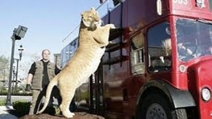World's BIGGEST CAT! The LIGER (a LION TIGER cross SUPER-BREED!)