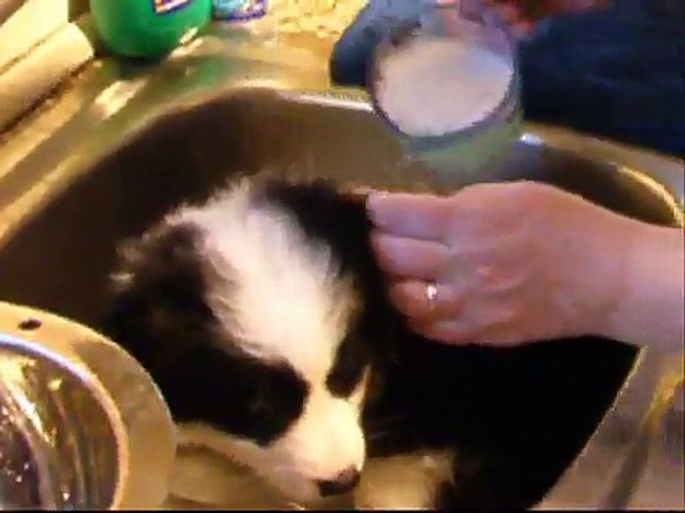 Puppies First Bath