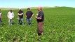 Growing soybeans in Saskatchewan using Daylight Sensitive Varieties.