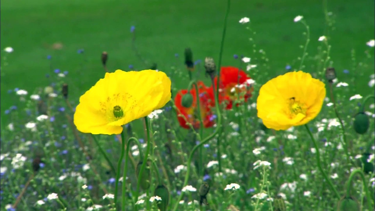 Bretagne Nord, Trésor de traditions