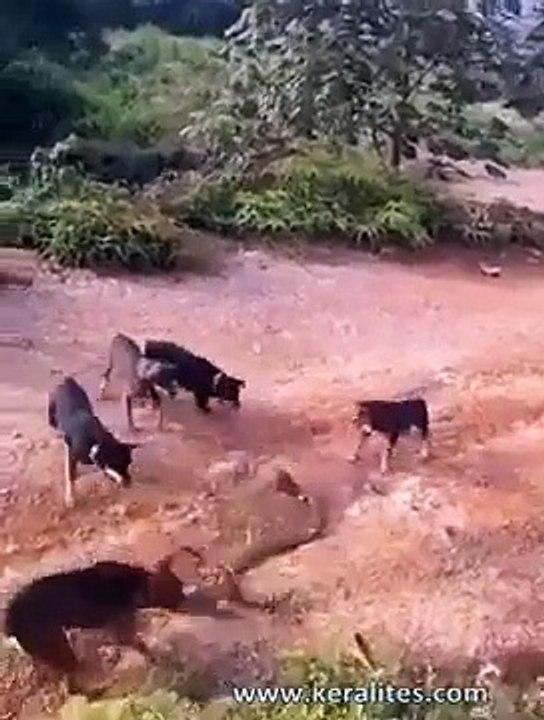 Dogs Fight King Cobra