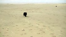 Rozi en Glenn apporteren op strand Terschelling