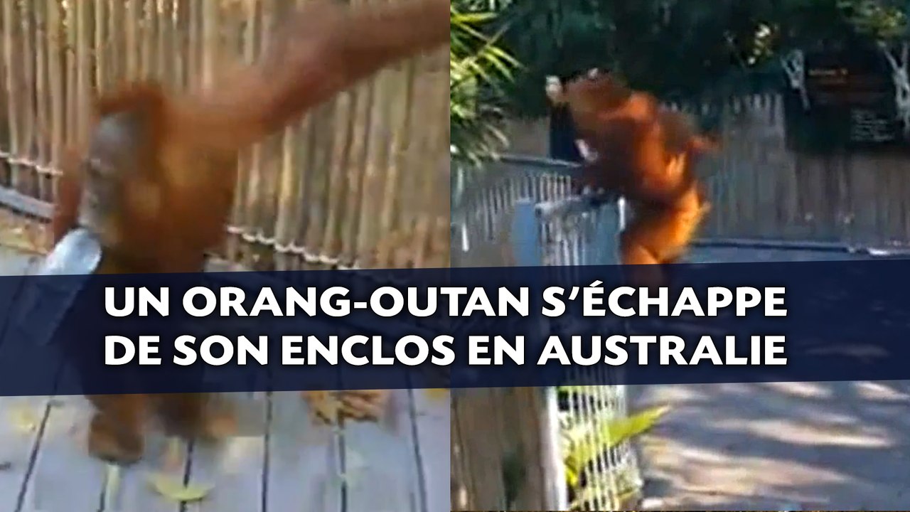Un orang-outan s'échappe de son enclos en Australie