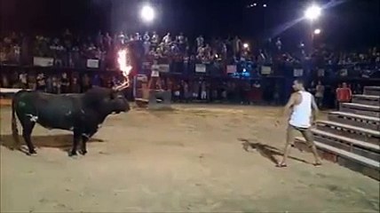 Bull Fight Turn Into Dangerous  Moment