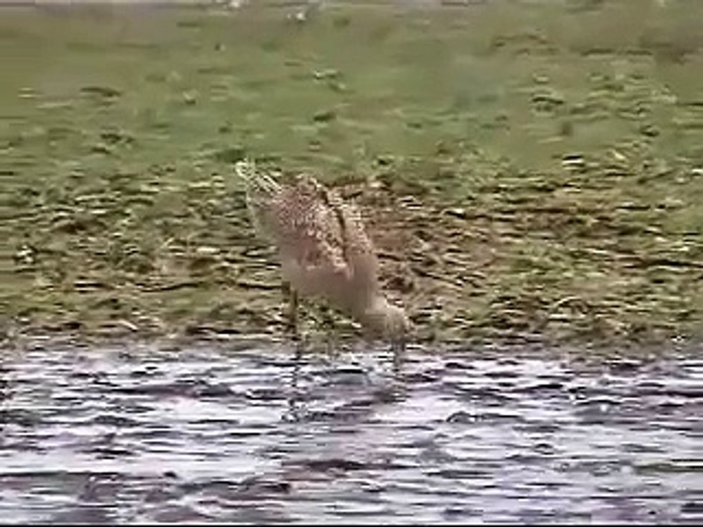 ⁣Birds, otters and seals - Pajaros, nutrias y focas