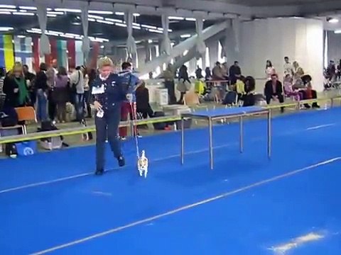 MEĐUNARODNA IZLOŽBA PASA SVIH RASA - CACIB BEOGRAD. Beogradski sajam 03.11.2013. godine.