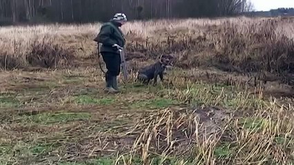 Hunting Wirehaired pointer jakt