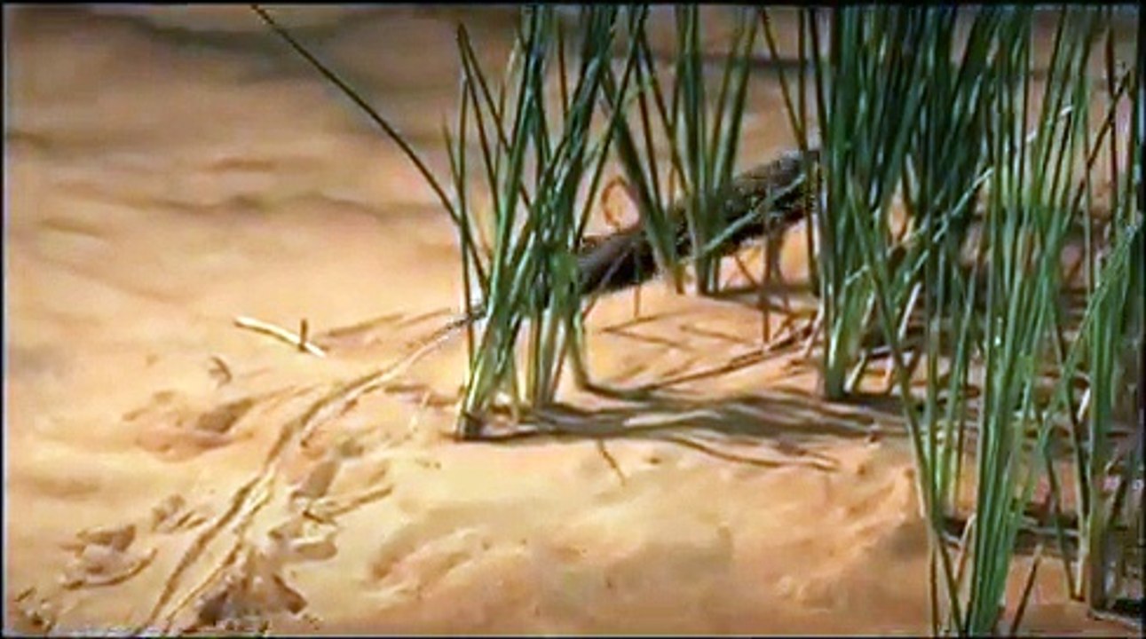 Toyota Land Cruiser advertisement Dubai