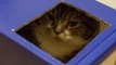 Cats Squabble Over a Box