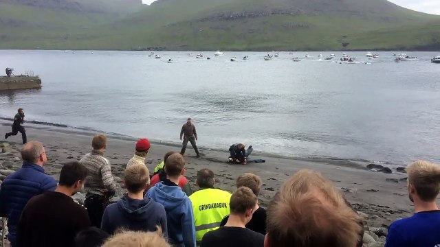 Des dauphins tués aux Îles Féroé (Grindadràp)